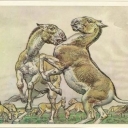 Turkmen wild ass