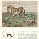 Asiatic cheetah