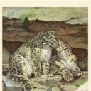 Snow leopard ( irbis)