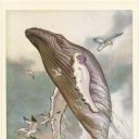 North humpback