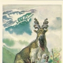 Markhor