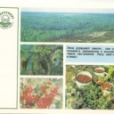 Forest - national wealth