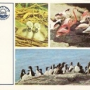 Birds - our friends