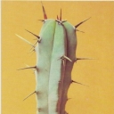 Mirtillokaktus geometrizans, kind geometrizans