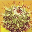 Ehinofossulokaktus to form a non-specific