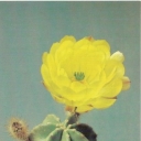 Subinermis cereus, a species luteus