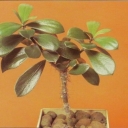 Pereskia lihnidiflora