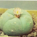 Peyote Williams