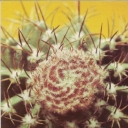 Melocacti Neri