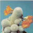 Species of Rebutia muscle