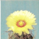 Astrophytum Capricornes