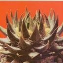 Ariocarpus trigonus, kind trigonus