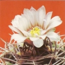 Gymnocalyciums hibollerum, kind ferosior
