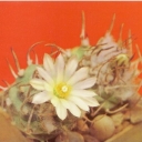 Turbinicarpus klinkerianus
