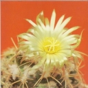 Korifanta sulkolanata