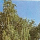 Nikitsky Botanical Garden. Willow Babel