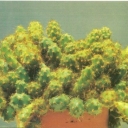 Opuntia Ovate