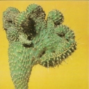 Opuntia pahipus, crested form