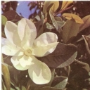 Nikitsky Botanical Garden. Magnolia grandiflora