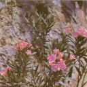 Nikitsky Botanical Garden. Fragrant oleander