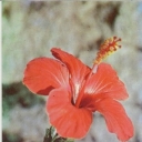 Nikitsky Botanical Garden. Syrian rose