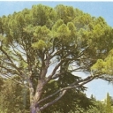 Stone pine - pine Italian