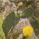 Nikitsky Botanical Garden. Opuntia discoid