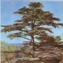 Nikitsky Botanical Garden. Lebanese cedar
