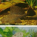 Brocade pterigopliht