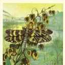 Insects and plants Carboniferous