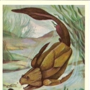 Armored fishes