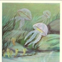 The bottom of the Cambrian sea