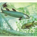 Lobe-finned Fish