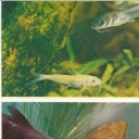 Spotted catfish-cat