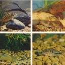 Catfish--elegant, gold, chernoshtrihovoy, Bond