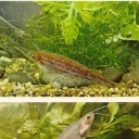 Catfish mottled glass and glass