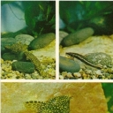 Common Ancistrus and ototsinklyus Arnold