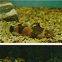 Mikroglanis zebra and leopard pimelodus