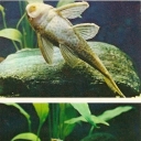 Plekostomus
