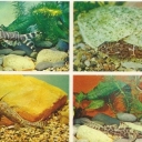 Synodontis and Changeling