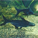 Siam Pangasius