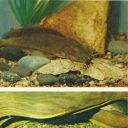 Angolan klarias, meshkozhaberny catfish