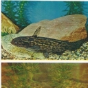 Marble trahikorist, paddlefish sorubium
