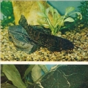 Spotted hoplosternum, bronze dianema