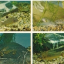 Catfish: three-way, Natterer, pygmy, green