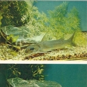 Flathead catfish aluminum and lilac