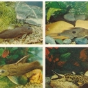 Synodontis - Gambia, dove, Alberta, leopard