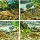 Catfish- speckled, patterned, Agassiz and Rabo