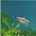 Striped eutropiell
