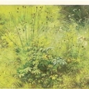 Shishkin 